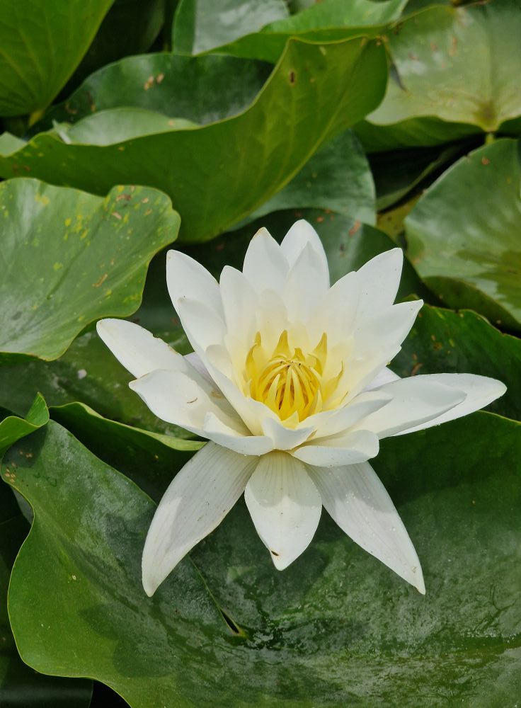 Galerie foto — Pensiunea Pagaya