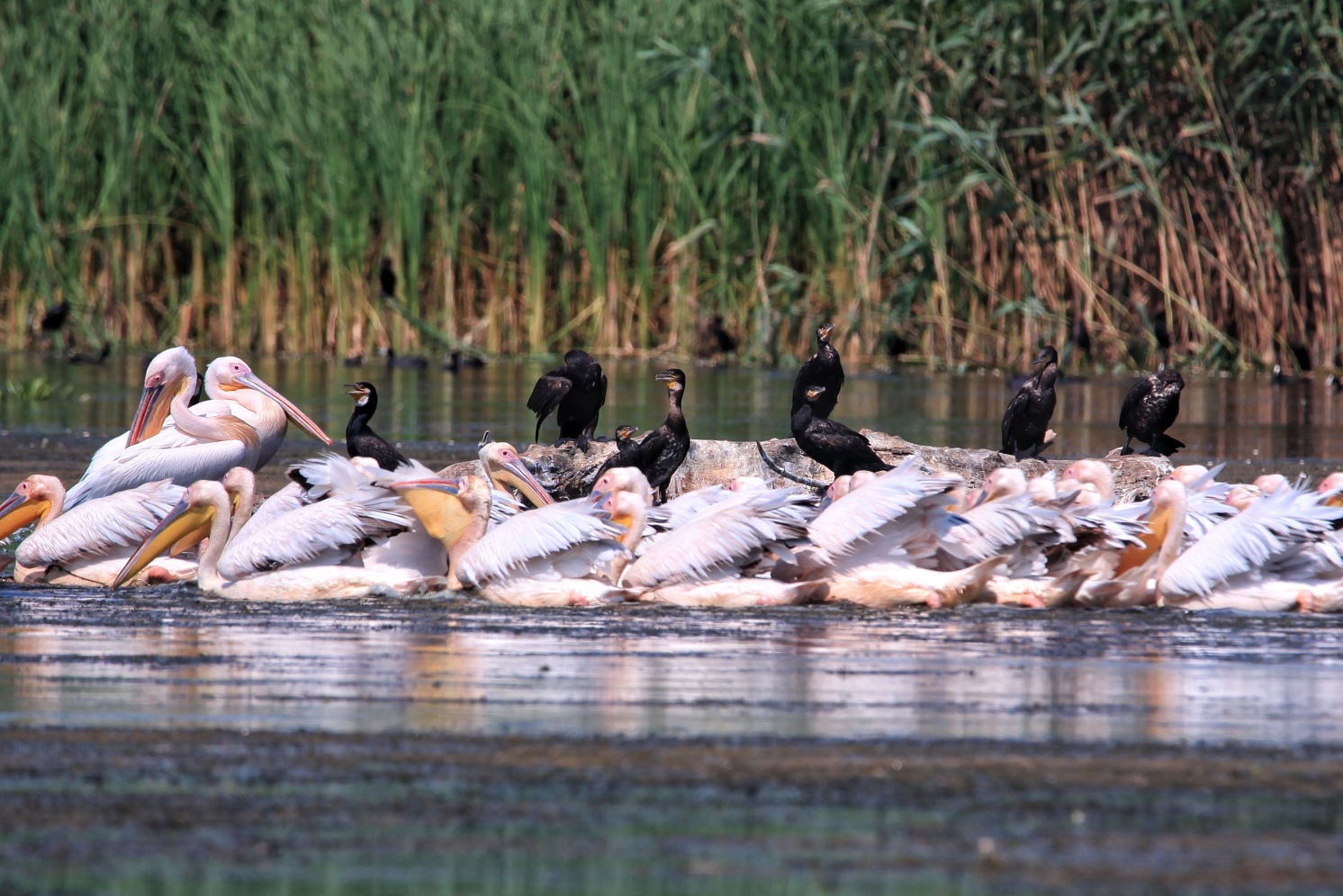 Galerie foto — Pensiunea Pagaya