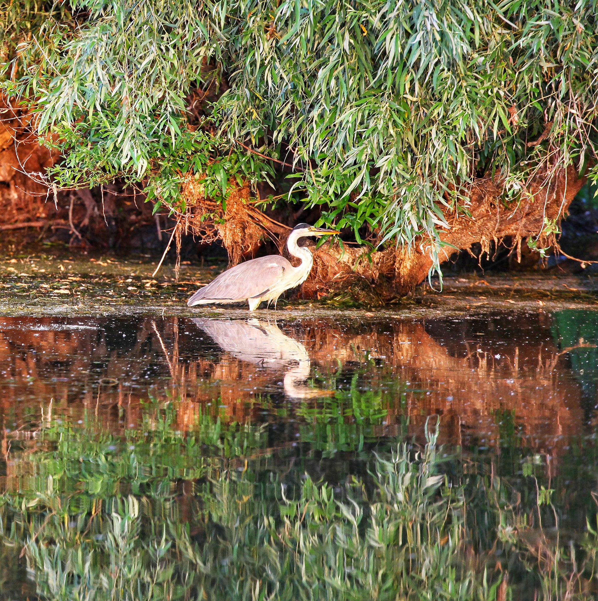 Galerie foto — Pensiunea Pagaya