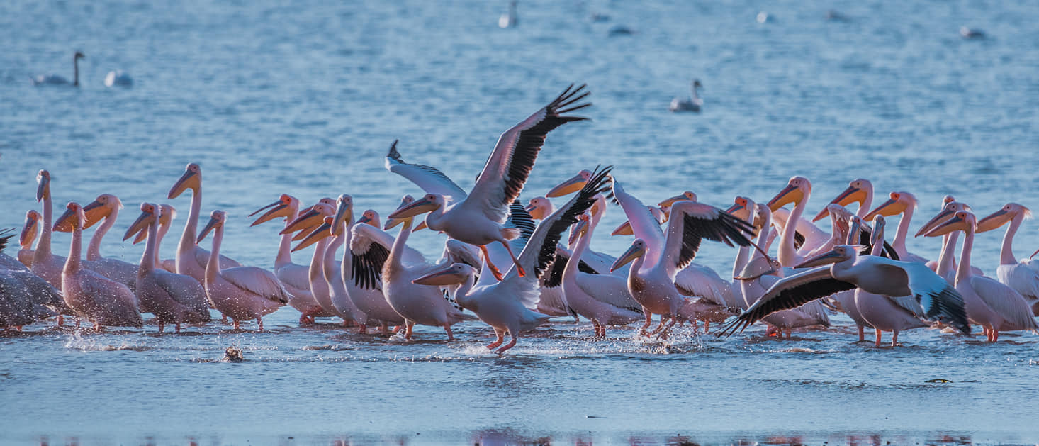 Galerie foto — Pensiunea Pagaya