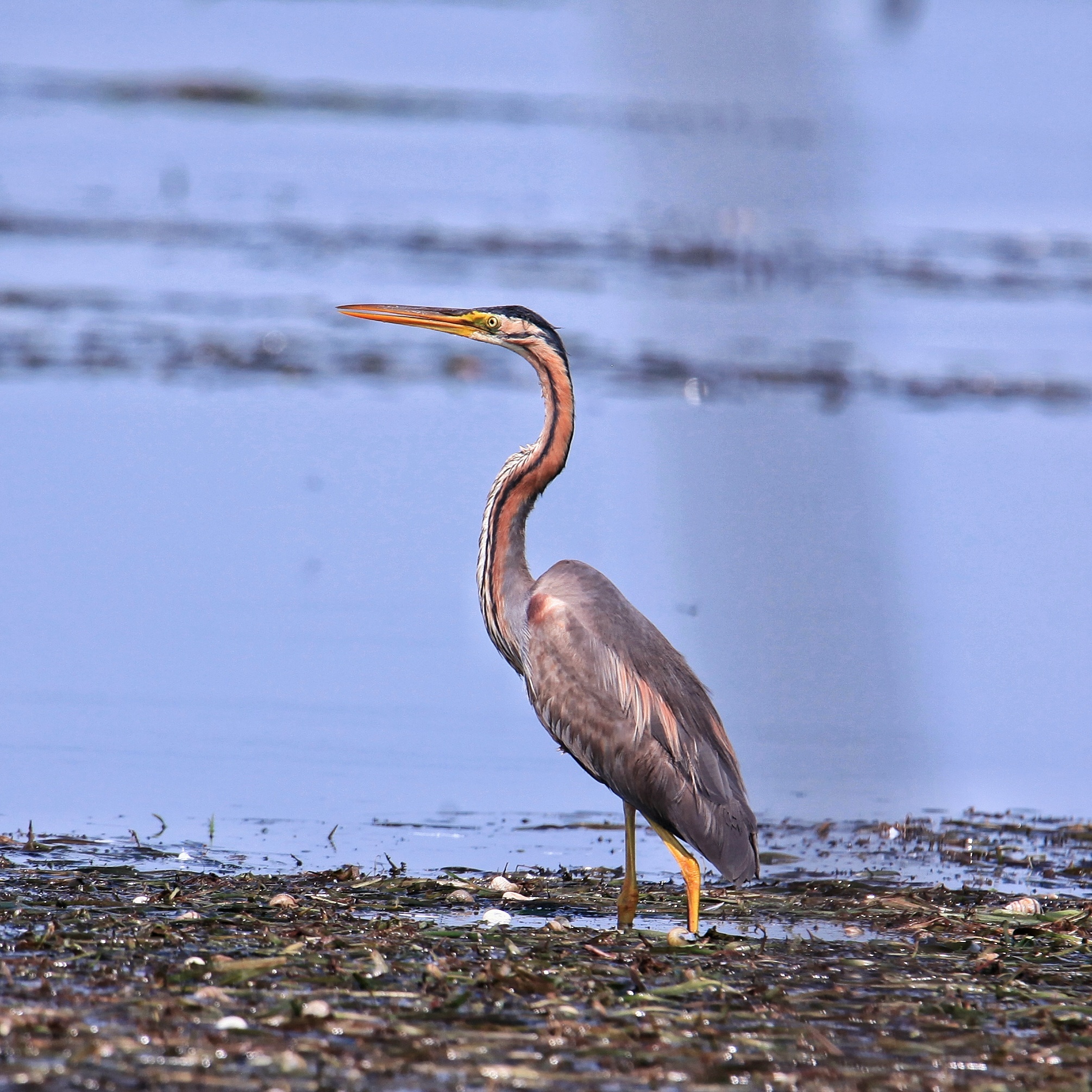 Galerie foto — Pensiunea Pagaya