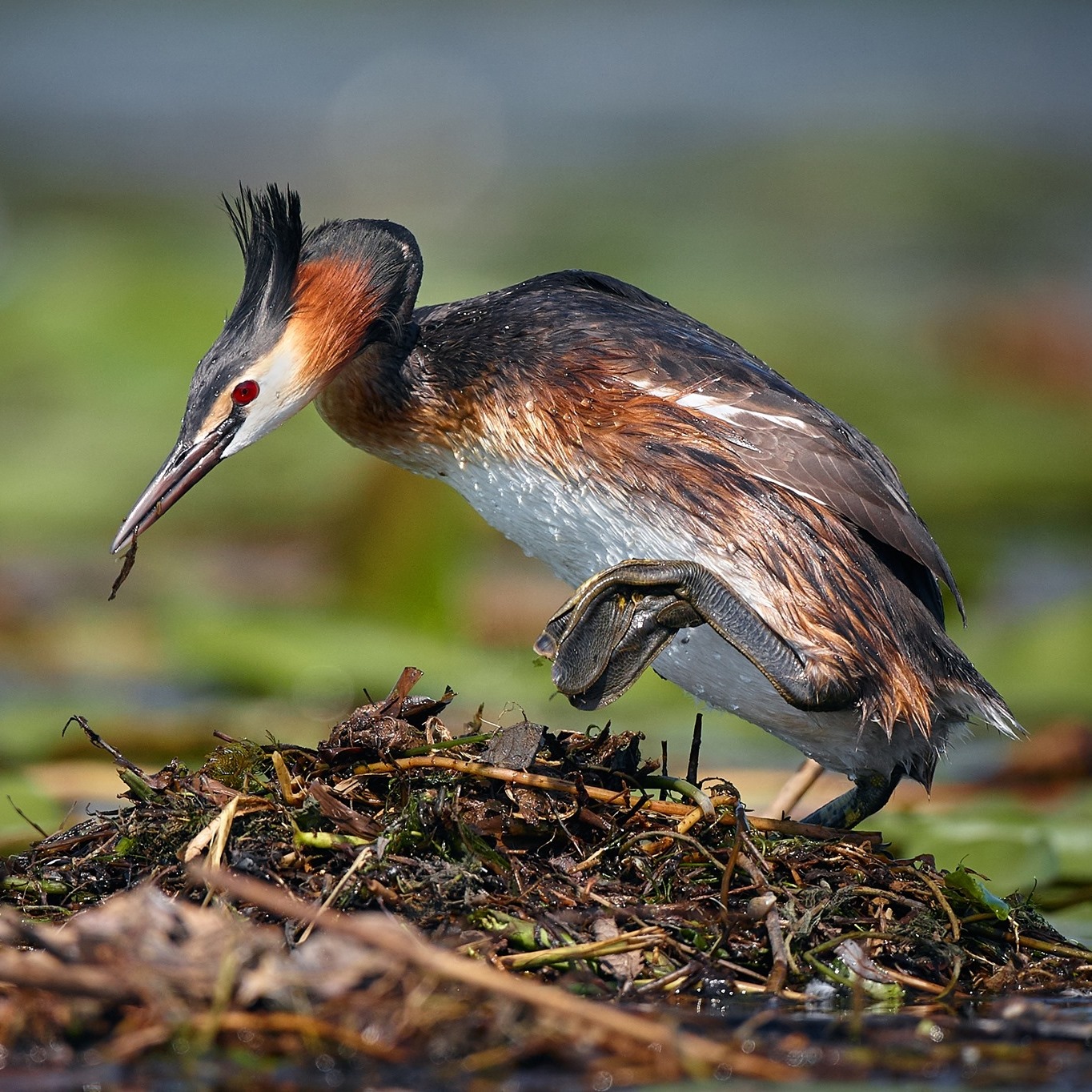Galerie foto — Pensiunea Pagaya