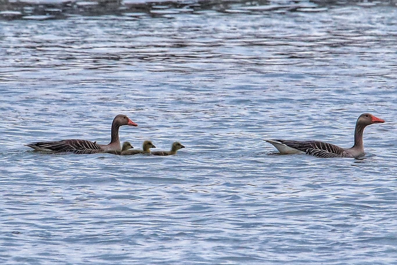 Galerie foto — Pensiunea Pagaya