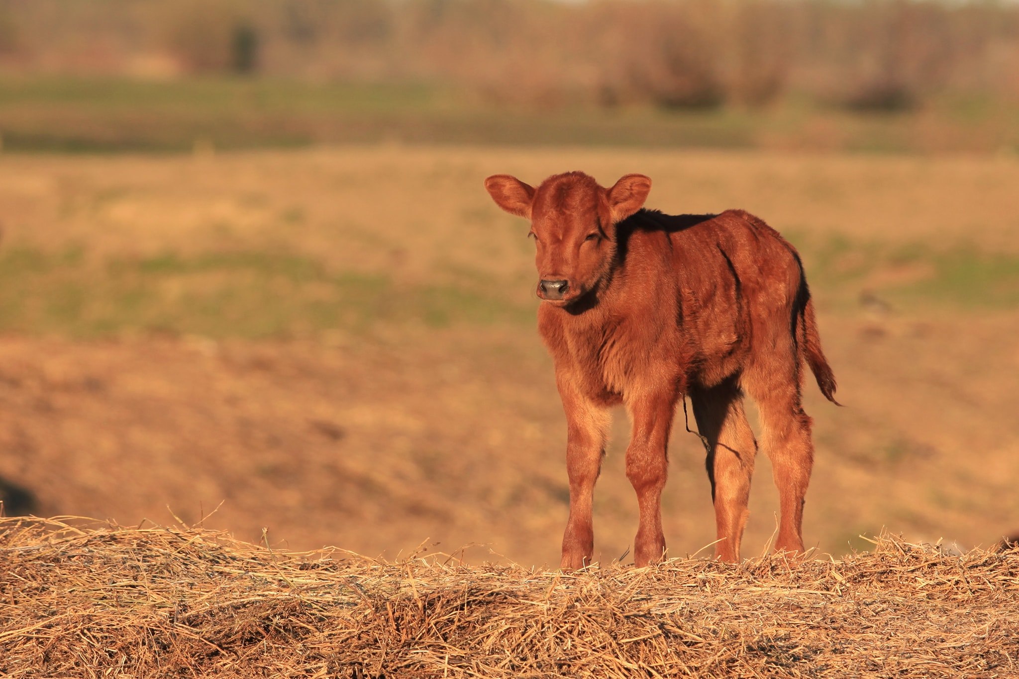 Galerie foto — Pensiunea Pagaya