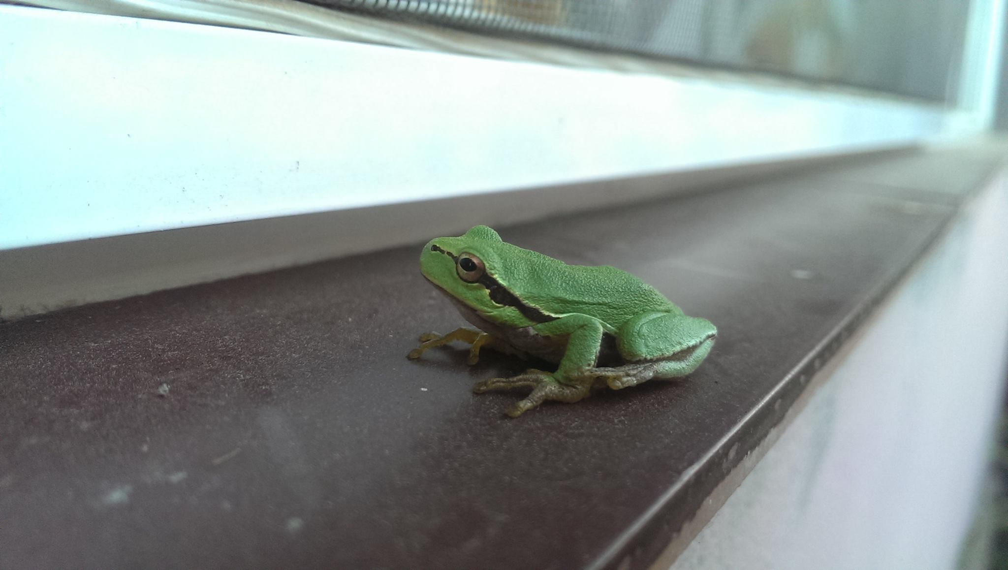 Galerie foto — Pensiunea Pagaya