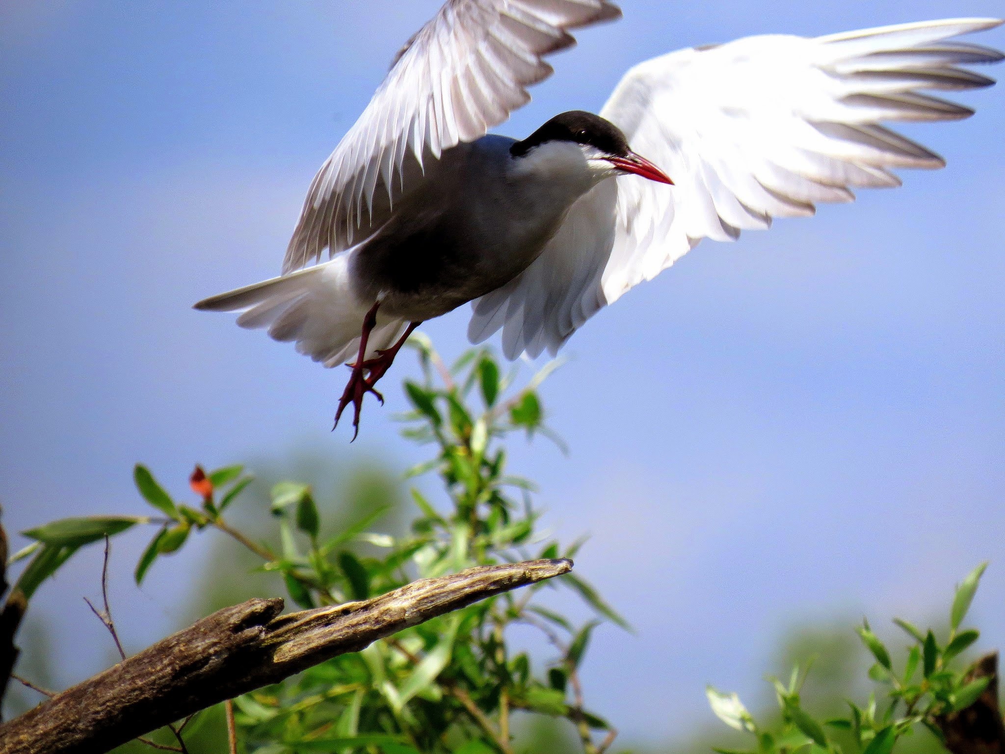 Galerie foto — Pensiunea Pagaya